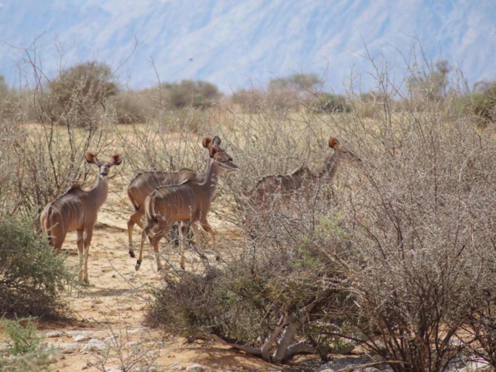 Camp Gecko - Private Nature Reserve; Tented Camp And Campsite Solitaire Exterior foto
